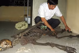 Bí mật đằng sau bộ xương mầu đen