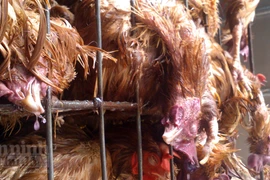 Hình ảnh gà chết... cố "lết" lên bàn nhậu ở Thủ đô