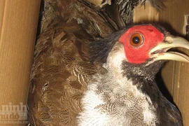 Bị bắt vì "mê" gà lôi trắng