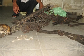 “Tiểu xảo” hô biến xương gấu… thành xương hổ