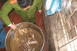 Cận cảnh vụ nấu cao hổ giữa lòng Thủ đô 