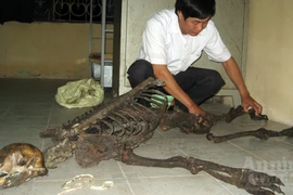 Bí mật đằng sau bộ xương mầu đen