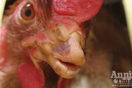 "Gà ngủ gật" hối hả "phục vụ" Tết 