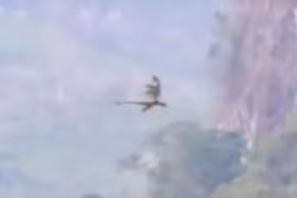 Video rồng bay ở Trung Quốc khiến giới truyền thông 'phát sốt'