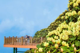 Hoa đỗ quyên bắt đầu nở rực rỡ trên nóc nhà Đông Dương