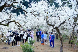 Lừa đảo đặt tour qua mạng xã hội gia tăng, Cục Du lịch Quốc gia yêu cầu ngăn chặn kịp thời và xử lý nghiêm