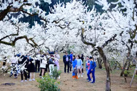 Lừa đảo đặt tour qua mạng xã hội gia tăng, Cục Du lịch Quốc gia yêu cầu ngăn chặn kịp thời và xử lý nghiêm