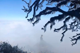 Sáng nay, băng giá lại phủ trắng đỉnh Fansipan
