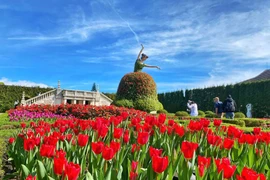 400 nghìn bông hoa tulip nở rực rỡ trên đỉnh Bà Nà trong những ngày đầu năm mới