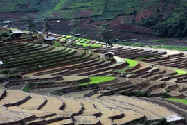 Mùa khắc tạc nấc thang núi trên đỉnh Khau Phạ