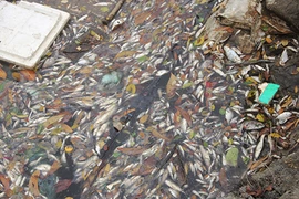 Thủ tướng chỉ đạo làm rõ nguyên nhân cá chết bất thường ven biển miền Trung