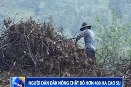 Người dân Đăk Nông chặt bỏ hơn 400 ha cao su