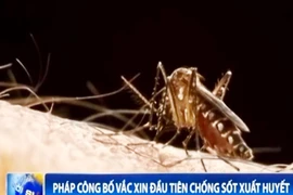 Pháp công bố vắc xin đầu tiên chống sốt xuất huyết
