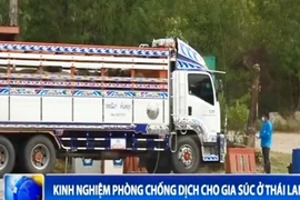 Kinh nghiệm phòng chống dịch cho gia súc ở Thái Lan