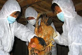 Lo dịch bệnh đầu xuân 