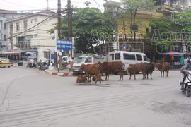 Giữa ngã tư Thủ đô, đàn bò đứng- nằm ngổn ngang