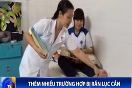 Thêm nhiều trường hợp bị rắn lục đuôi đỏ cắn
