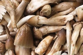 Điên đảo vì ma trận nấm mối 