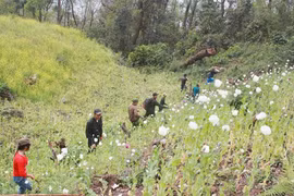 Phá nhổ cây thuốc phiện ở huyện Mường Tè