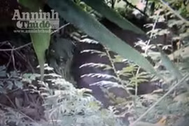 Thả 2 cá thể khỉ quý hiếm về rừng