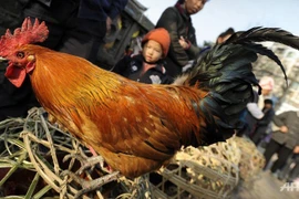 Phát hiện ca nhiễm cúm H7N9 lây từ người sang người