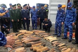 Trà trộn nửa tấn ngà voi trong container sừng bò