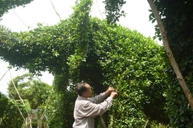 Nghệ nhân miệt vườn “đóng tàu” Hoàng Sa