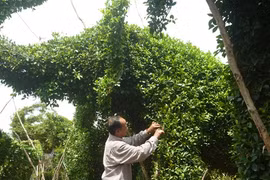 Nghệ nhân miệt vườn “đóng tàu” Hoàng Sa