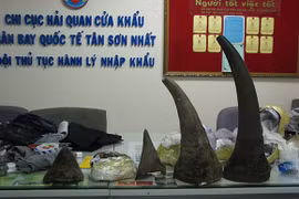 Bắt lượng lớn sừng tê giác nhập lậu qua sân bay Tân Sơn Nhất