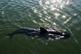 “Tân binh” của Hải quân Mỹ: Robot gián điệp cá ngừ