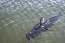 Mỹ có robot "cá mập", cực khó phát hiện