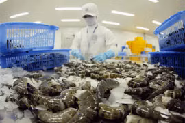 Bơm tạp chất vào tôm có thể bị xử lý hình sự