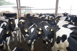 Phải rạch ròi "sữa tươi" - "sữa hoàn nguyên"