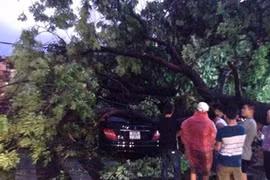Hà Nội: Mưa giông giật mạnh, nhiều cây đổ đè "xế hộp"
