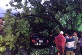 Hà Nội: Mưa giông giật mạnh, nhiều cây đổ đè "xế hộp"