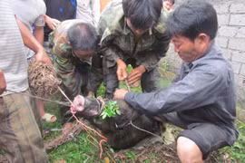 Ảnh minh họa