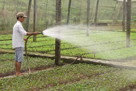 Loạn thị trường thuốc bảo vệ thực vật