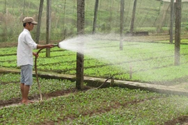 Loạn thị trường thuốc bảo vệ thực vật