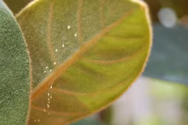 Phát hiện loài hoa 3000 năm nở tại Hà Nội?