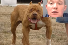 Nuôi chó Pitbull cắn chết bà ngoại, cháu trai nhận án tù