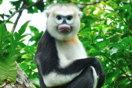 Vingroup công bố chương trình bảo tồn động vật Vinpearl Safari