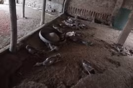 Hà Nội: Hơn 1.000 con vịt chết nghi do... ngộ độc thức ăn