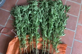 Phát hiện thanh niên trồng cây cần sa để ngâm rượu