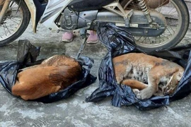 Phát hiện đối tượng vận chuyển trái phép 2 cá thể Beo lửa đi tiêu thụ