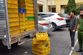 Phát hiện gần 1 vạn con vịt giống nhập lậu