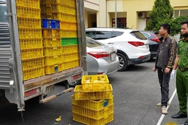 Phát hiện gần 1 vạn con vịt giống nhập lậu