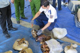 Bắt giữ vụ buôn lậu sừng tê giác, xương động vật quý hiếm với số lượng cực lớn