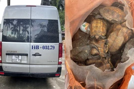 Phát hiện 34 cá thể rùa đi ‘du lịch' bằng xe 16 chỗ