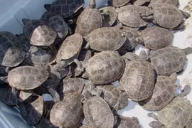 Hàng trăm cá thể rùa không rõ nguồn gốc được phát hiện