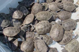 Hàng trăm cá thể rùa không rõ nguồn gốc được phát hiện